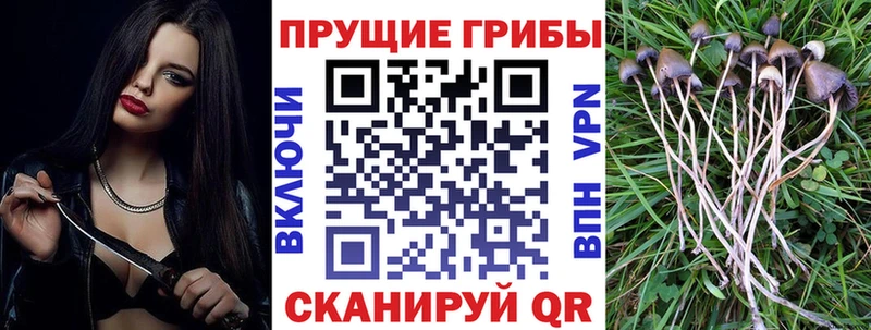 Галлюциногенные грибы Psilocybine cubensis  Артёмовск 
